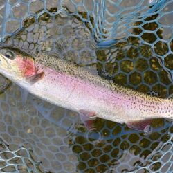 イトウが釣れたが… ～フィッシングパーク高島の泉～